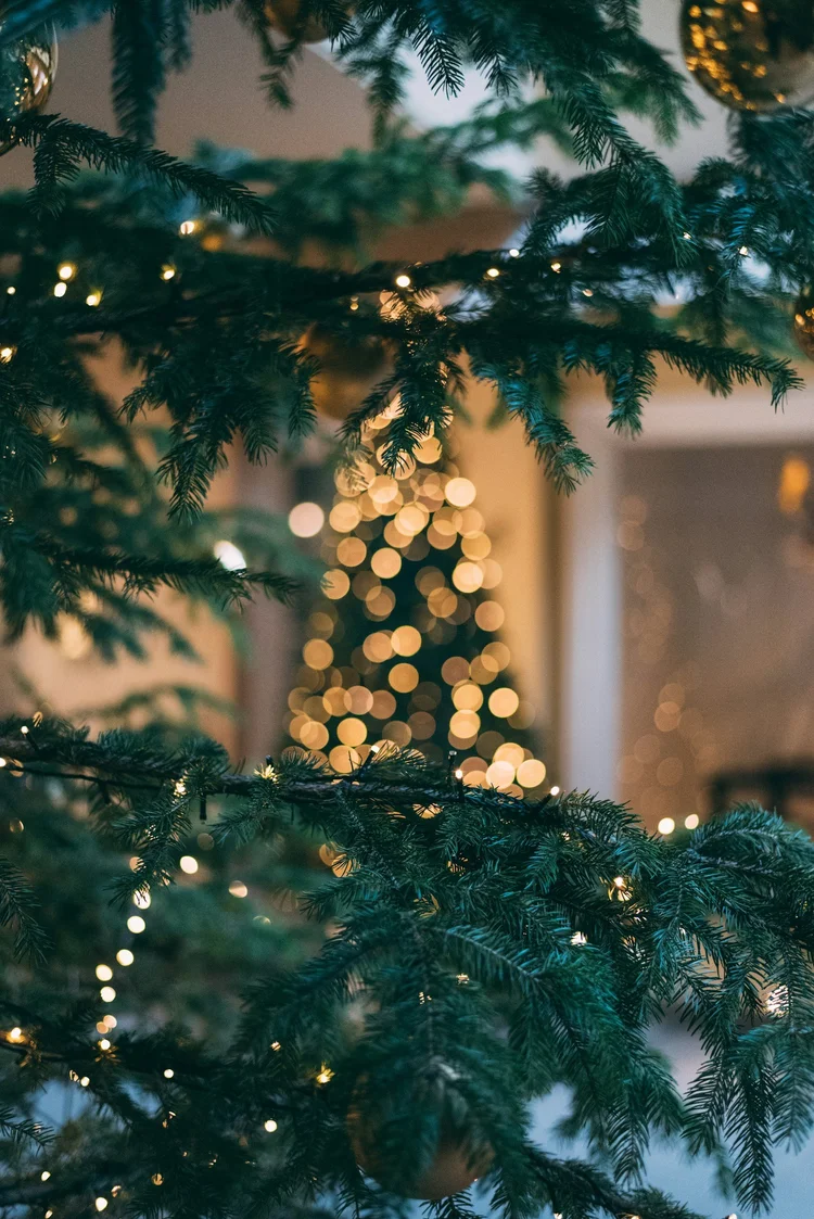 Twinkling lights on a Christmas tree branch